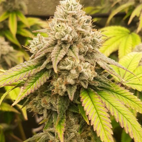 Gg#4 growlog timeline photo