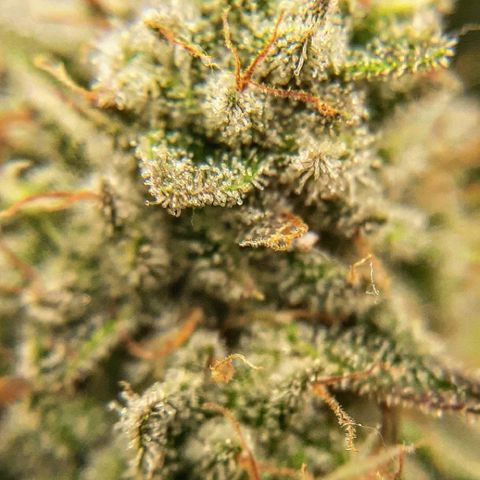 Gg#4 growlog timeline photo