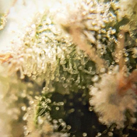 Gg#4 growlog timeline photo