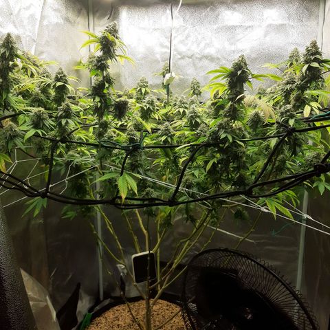 Gg#4 growlog timeline photo
