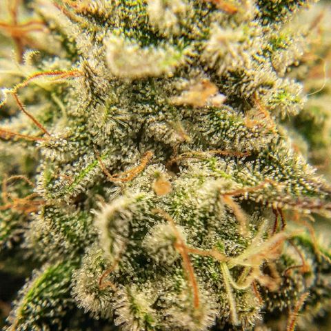 Gg#4 growlog timeline photo