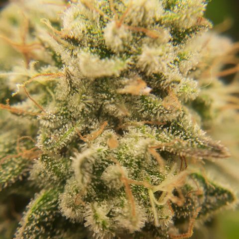 Gg#4 growlog timeline photo