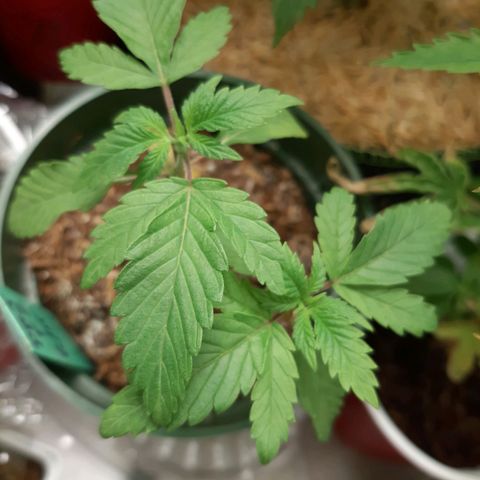 Star Buttah growlog timeline photo