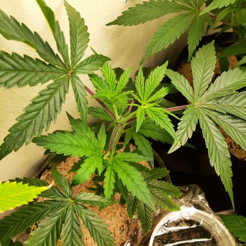 Star Buttah growlog timeline photo