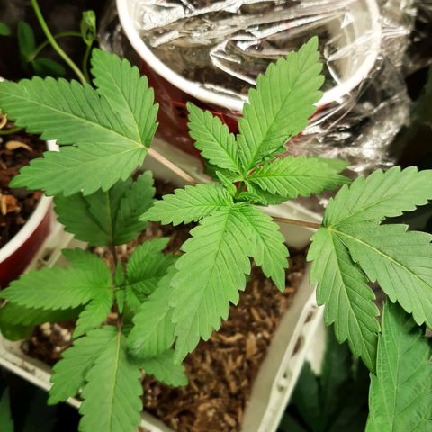 Star Buttah growlog timeline photo