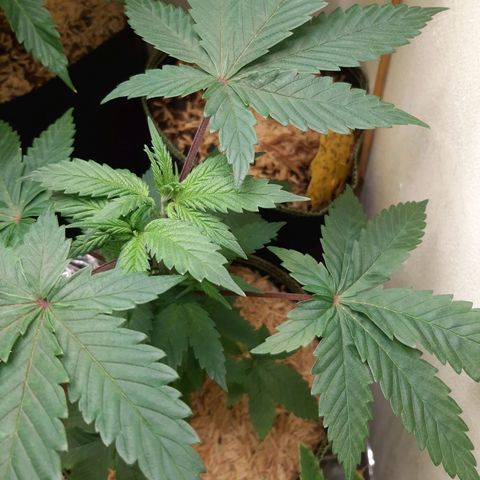 Star Buttah growlog timeline photo