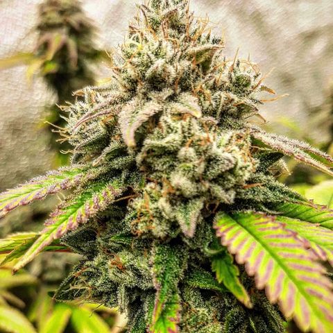 Gg#4 growlog timeline photo