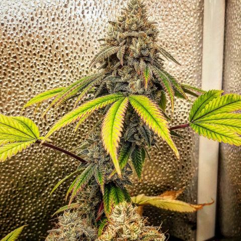 Gg#4 growlog timeline photo