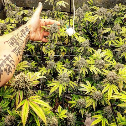 Gg#4 growlog timeline photo