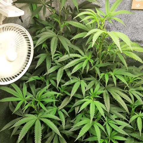 Cemented Banana Trufflez growlog timeline photo