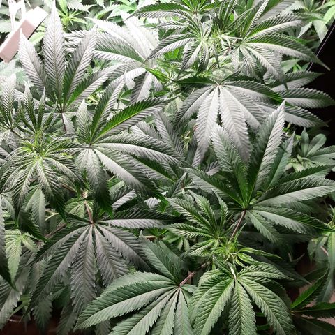 Double Burnout growlog timeline photo