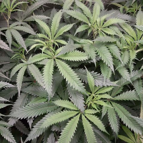 Vanilla Sunbreath s1 growlog timeline photo