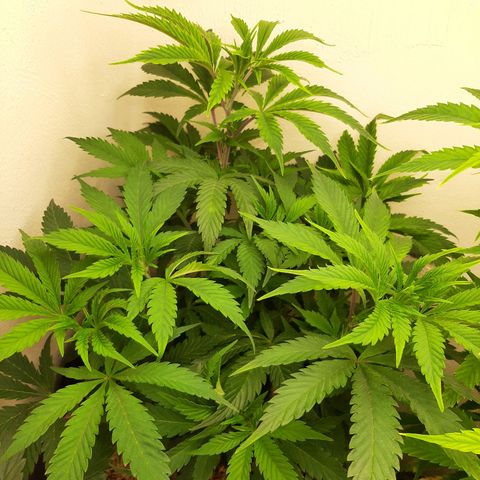 Unicorn Gelatin growlog timeline photo