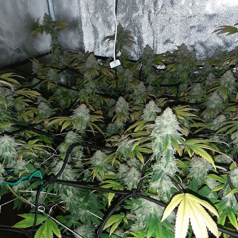 Gg#4 growlog timeline photo