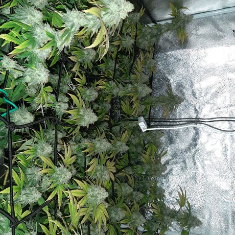 Gg#4 growlog timeline photo