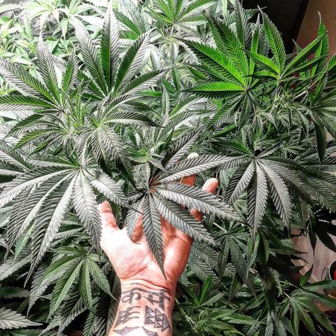 Double Burnout growlog timeline photo