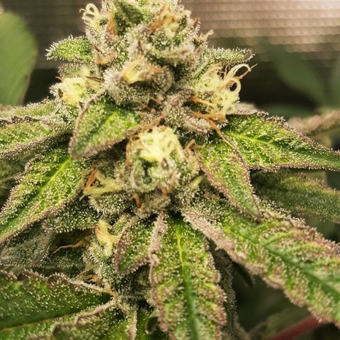 Rs#41 (makr cut) growlog timeline photo