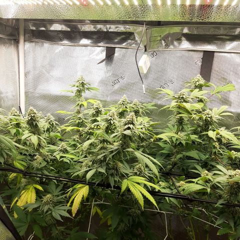 Rs#41 (makr cut) growlog timeline photo