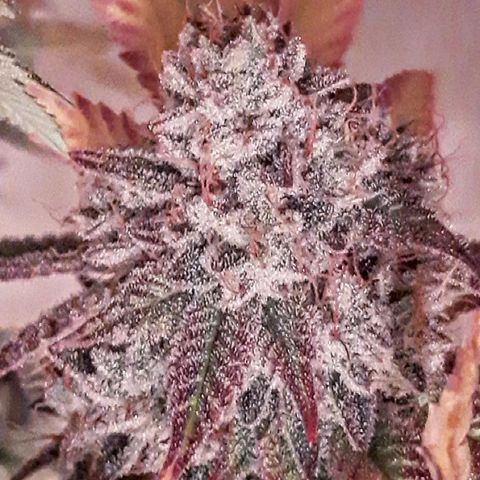 Gg#4 growlog timeline photo