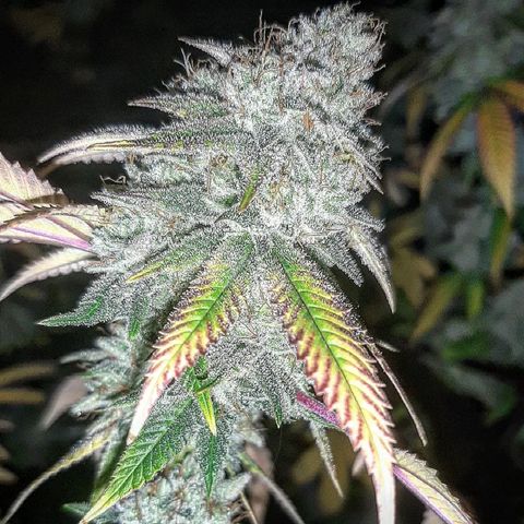 Gg#4 growlog timeline photo