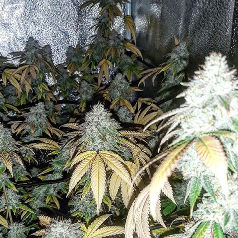 Gg#4 growlog timeline photo