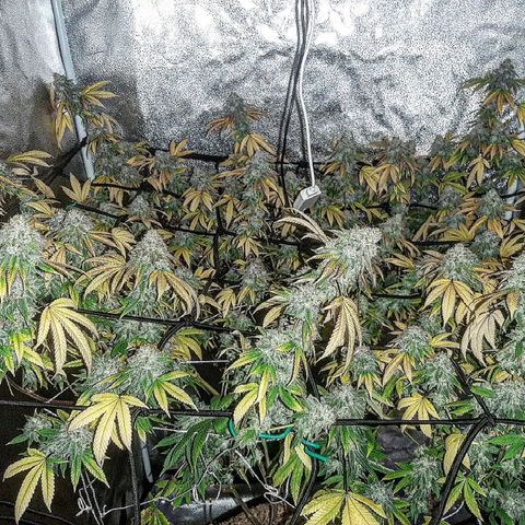 Gg#4 growlog timeline photo