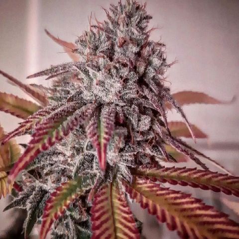 Gg#4 growlog timeline photo