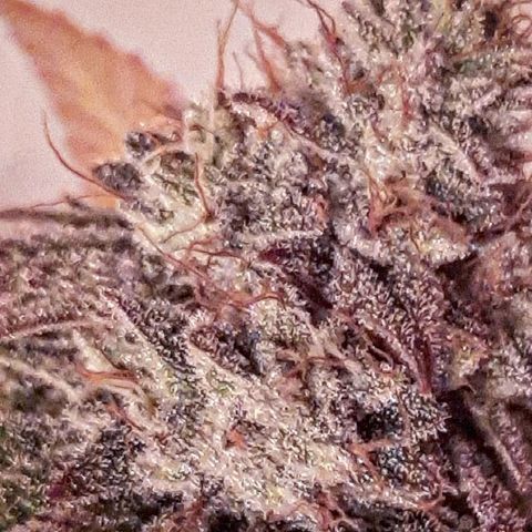 Gg#4 growlog timeline photo