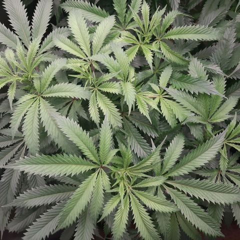 Vanilla Sunbreath s1 growlog timeline photo