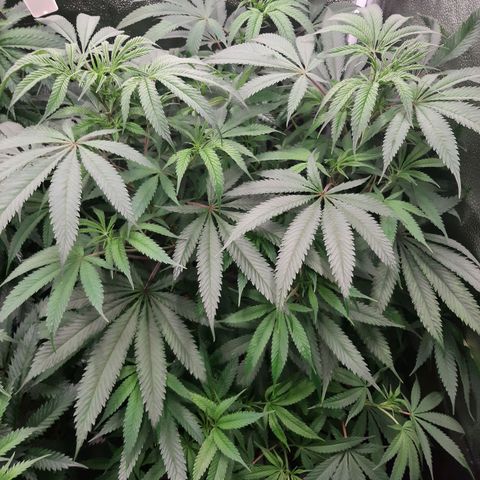 Double Burnout growlog timeline photo