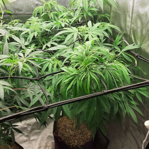 Double Burnout growlog timeline photo