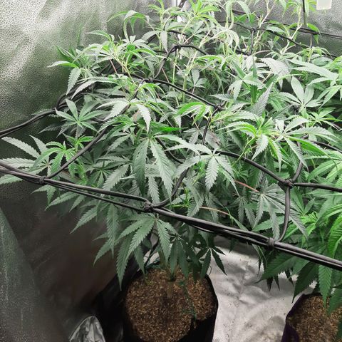 Cemented Banana Trufflez growlog timeline photo