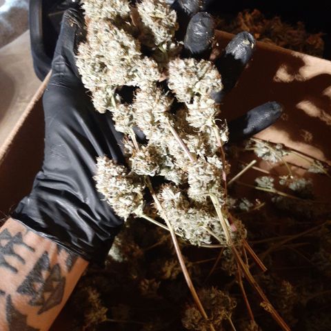 Gg#4 growlog timeline photo
