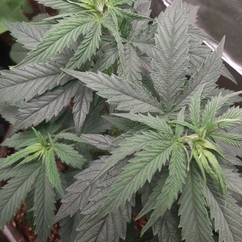 Star Buttah growlog timeline photo