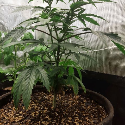 Star Buttah growlog timeline photo