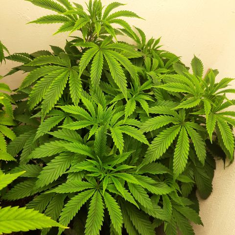 Unicorn Gelatin growlog timeline photo