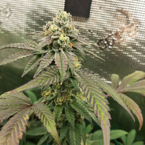 Rs#41 (makr cut) growlog timeline photo