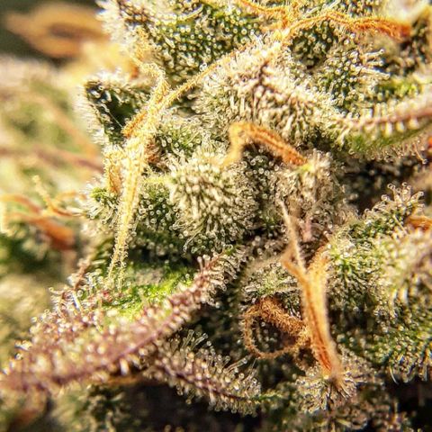 Rs#41 (makr cut) growlog timeline photo