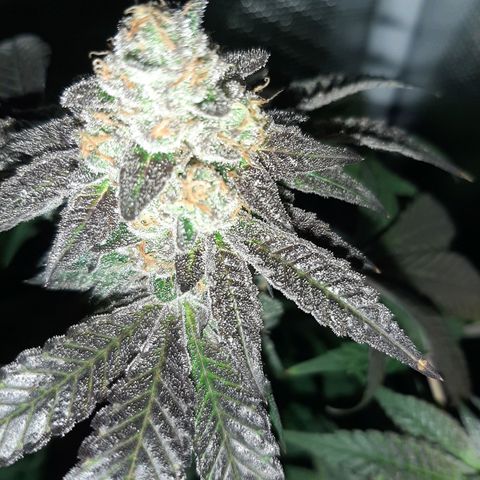 Rs#41 (makr cut) growlog timeline photo