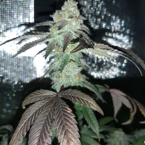 Rs#41 (makr cut) growlog timeline photo