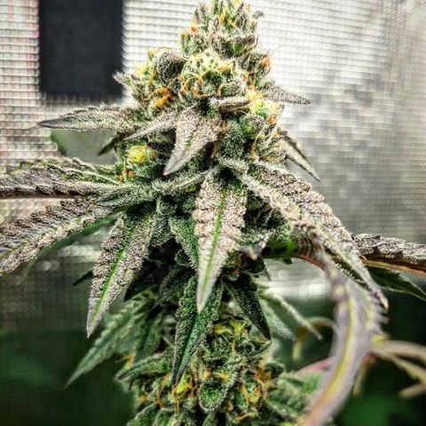 Rs#41 (makr cut) growlog timeline photo