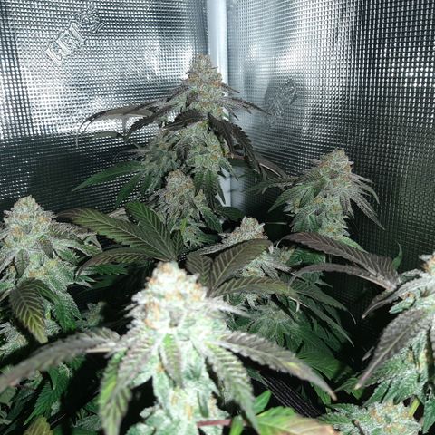 Rs#41 (makr cut) growlog timeline photo