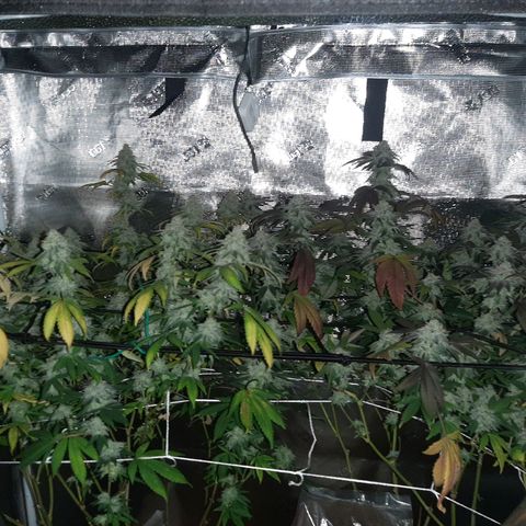 Rs#41 (makr cut) growlog timeline photo