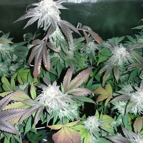 Rs#41 (makr cut) growlog timeline photo