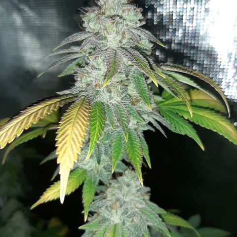 Pugs Breath growlog timeline photo