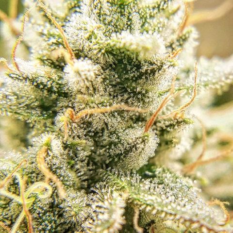 Pugs Breath growlog timeline photo