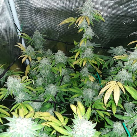 Pugs Breath growlog timeline photo