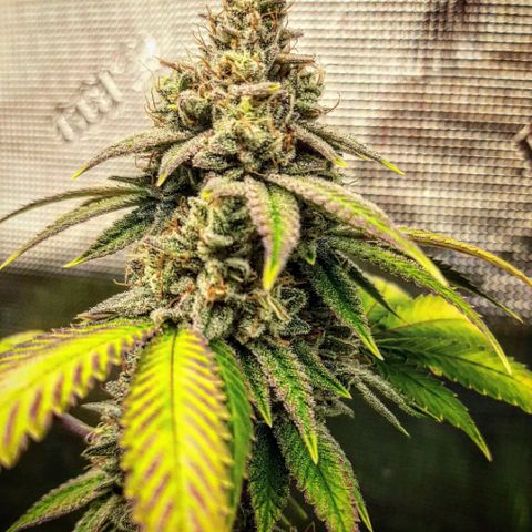Pugs Breath growlog timeline photo