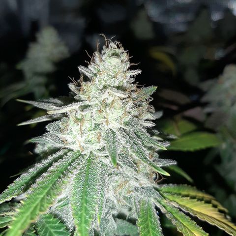 Pugs Breath growlog timeline photo