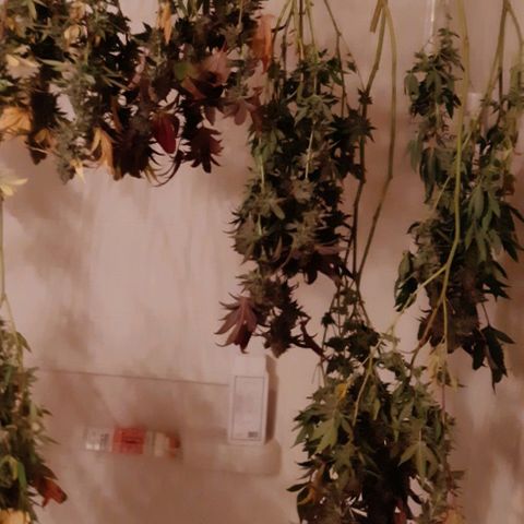 Rs#41 (makr cut) growlog timeline photo